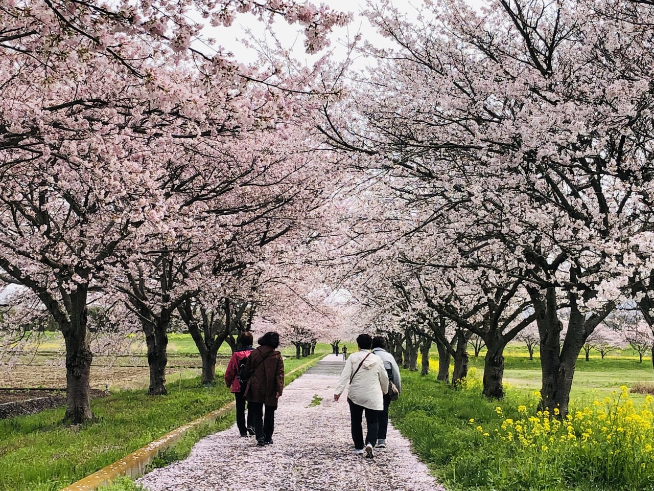 母子島遊水地