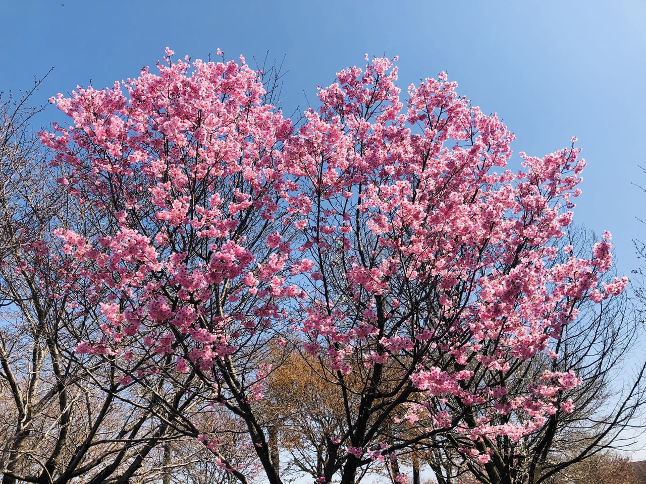 河津桜