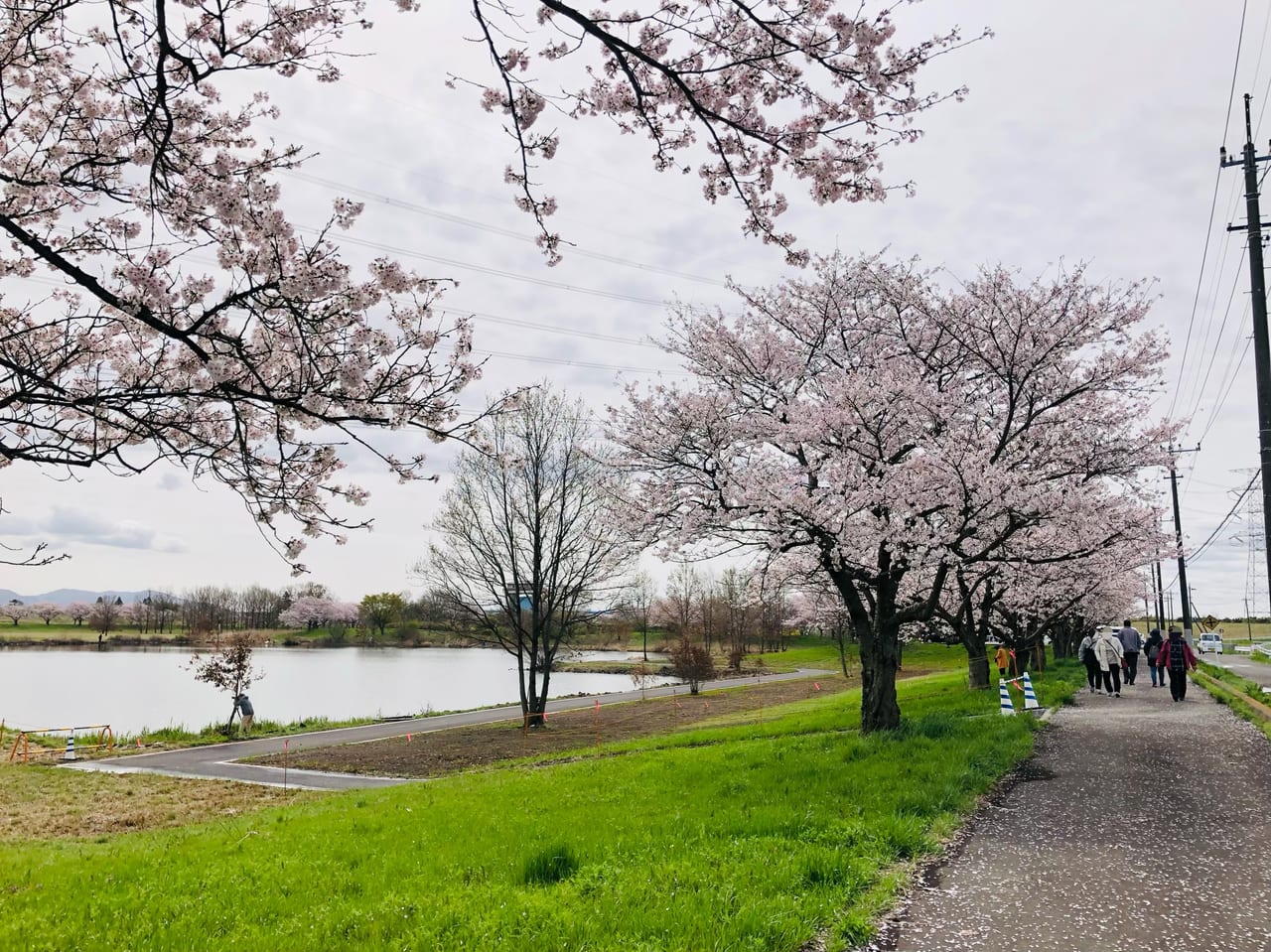 母子島遊水地