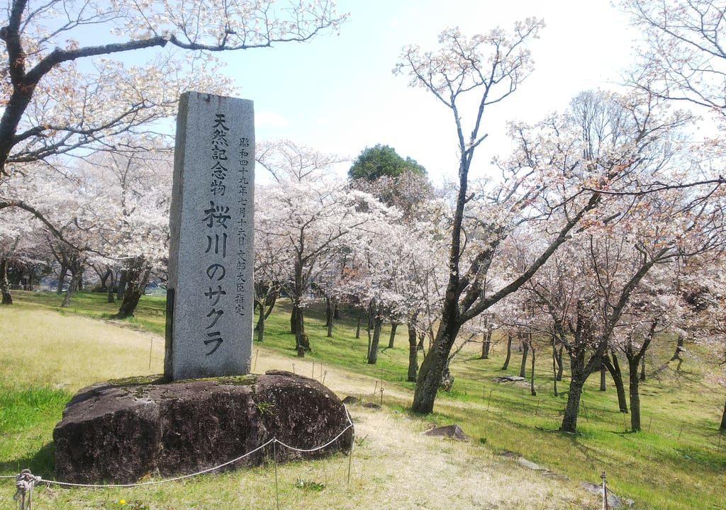 磯部桜川公園