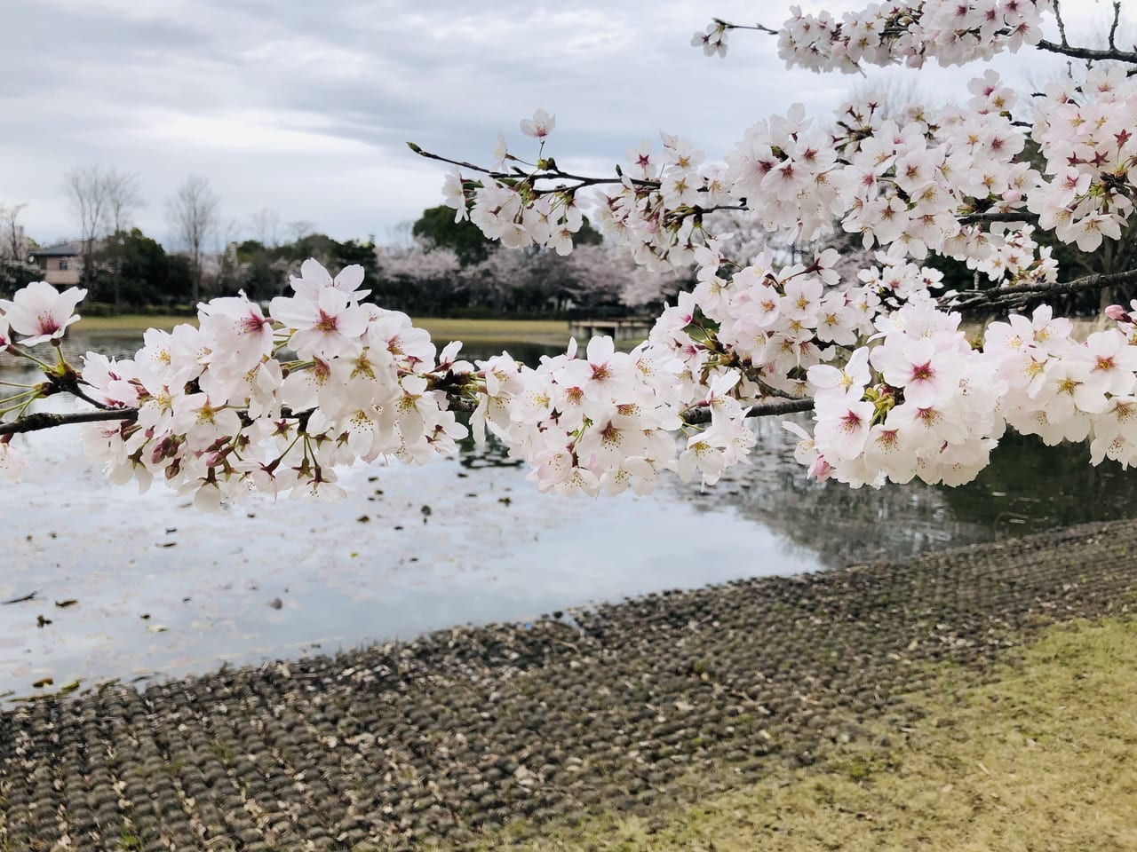 県西総合公園