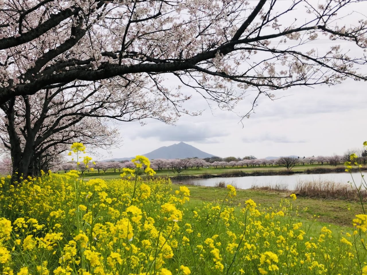 母子島遊水地