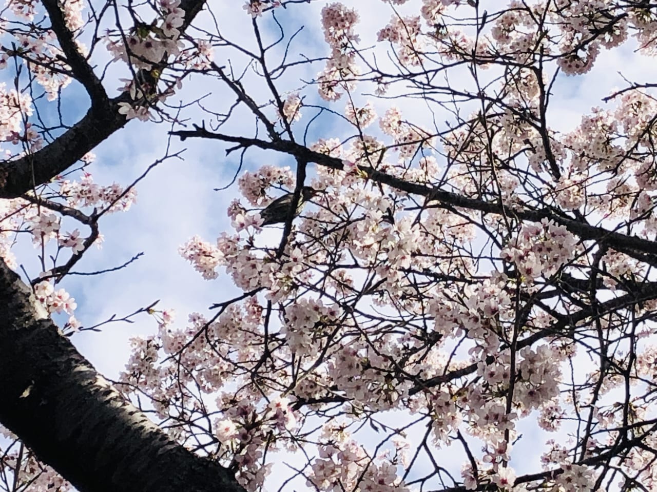 勤行川桜づつみ