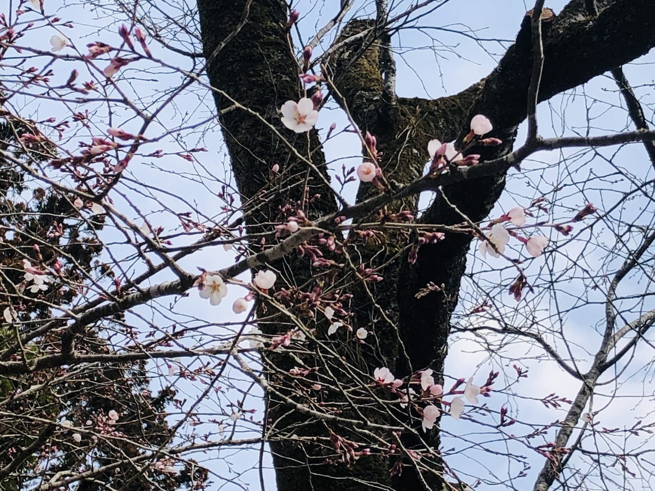 櫻川磯部稲村神社