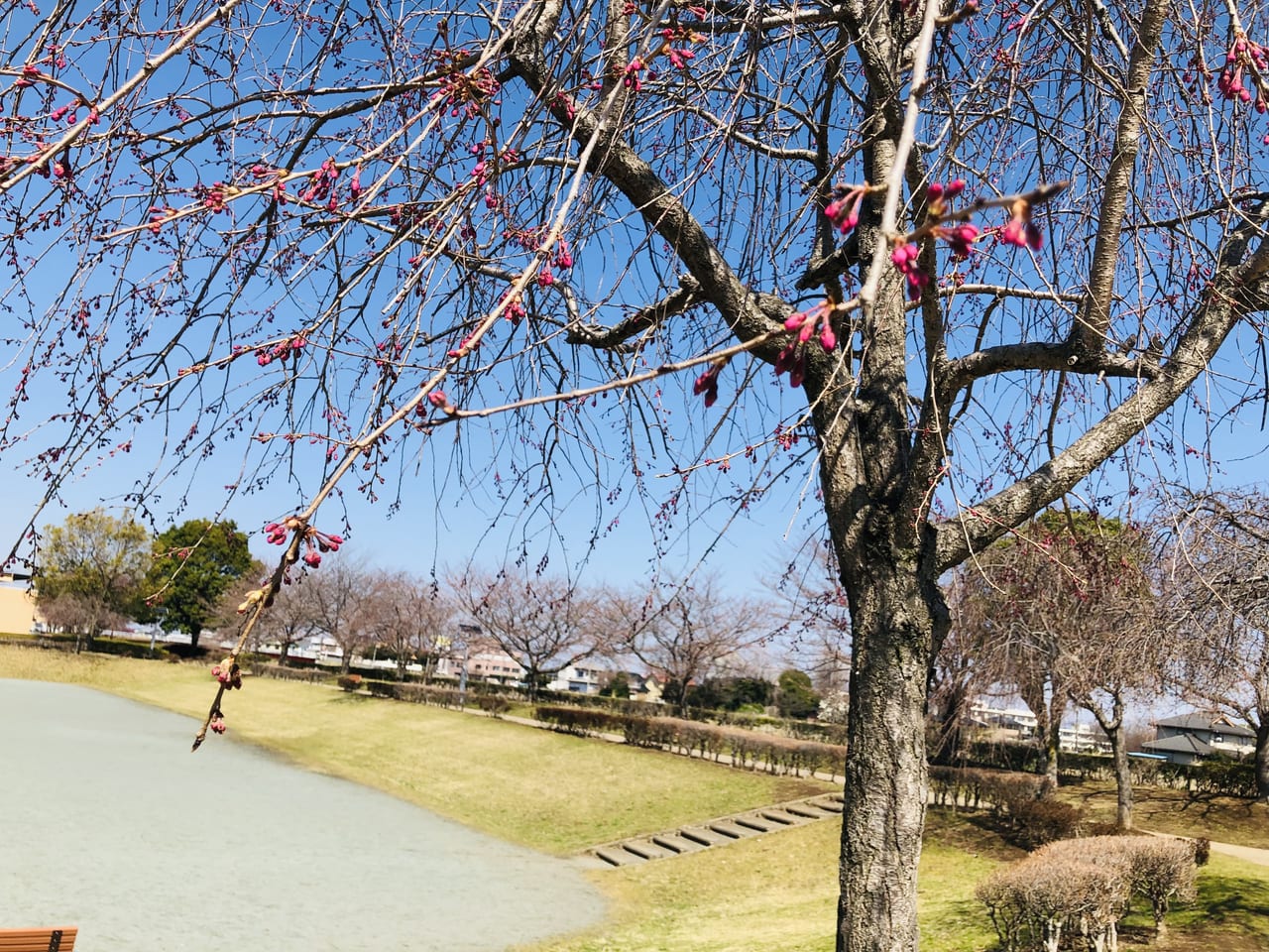 枝垂れ桜