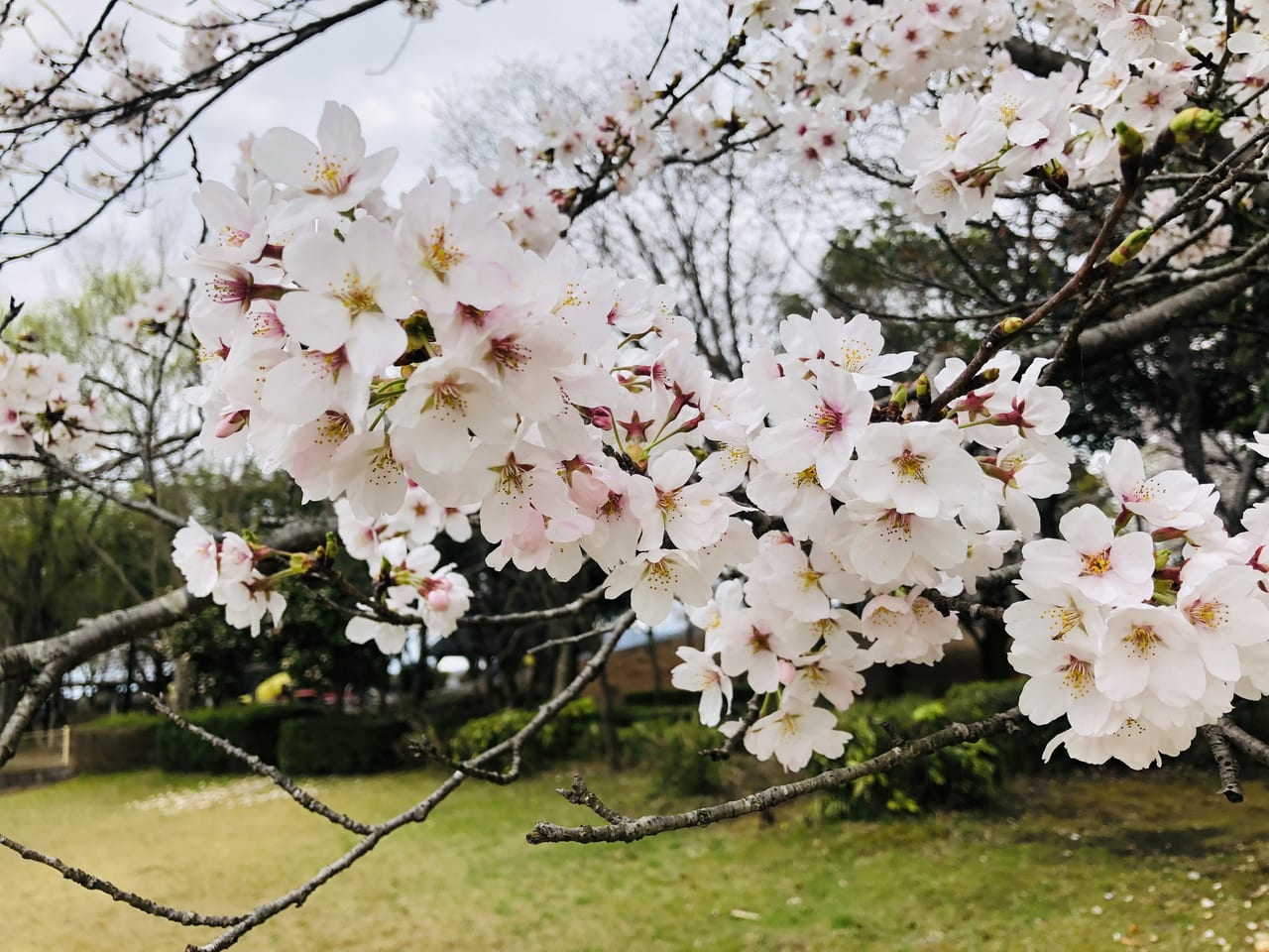 県西総合公園