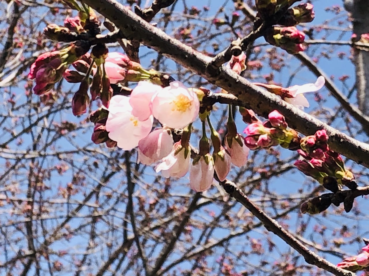 桜開花