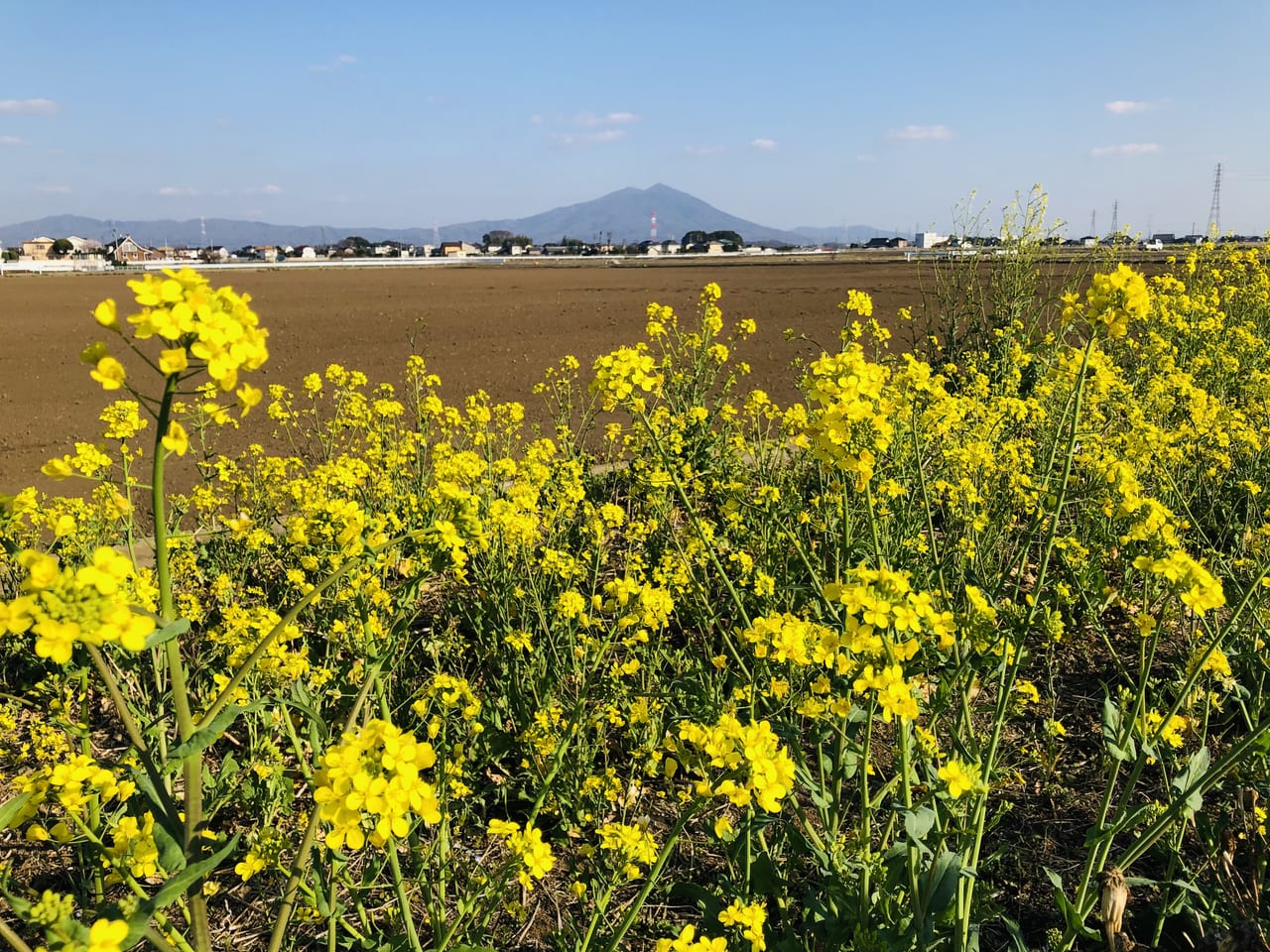 菜の花