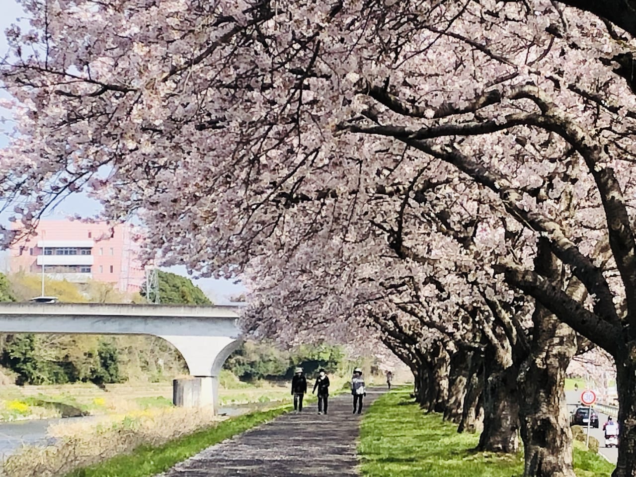 勤行川桜づつみ