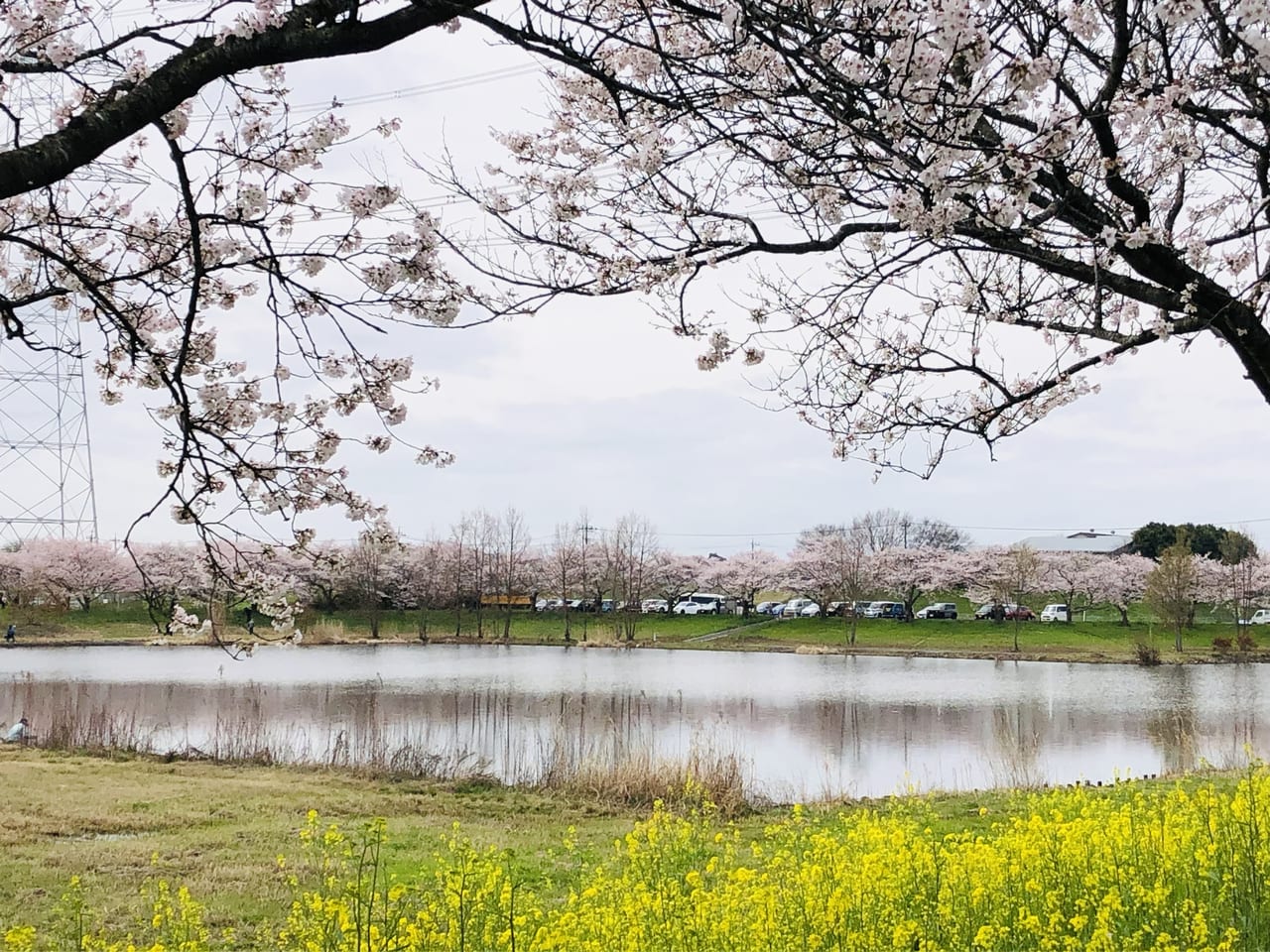 母子島遊水地