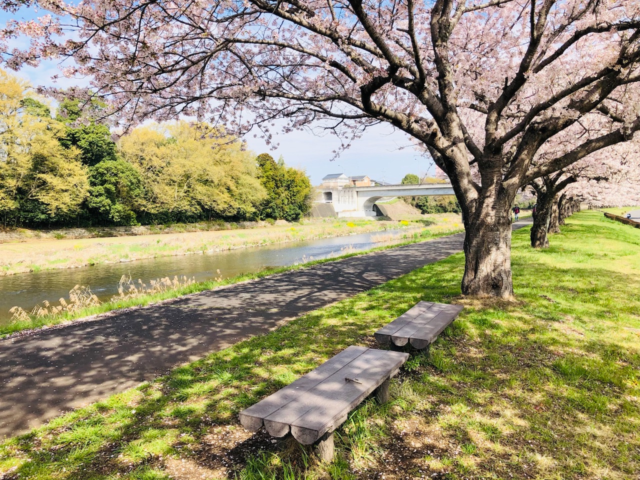 勤行川桜づつみ