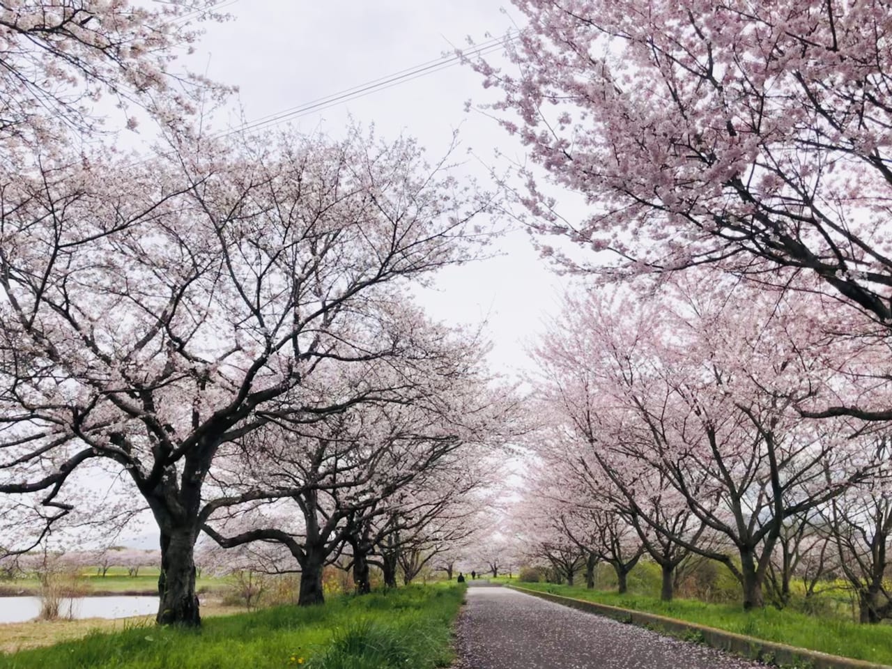 母子島遊水地