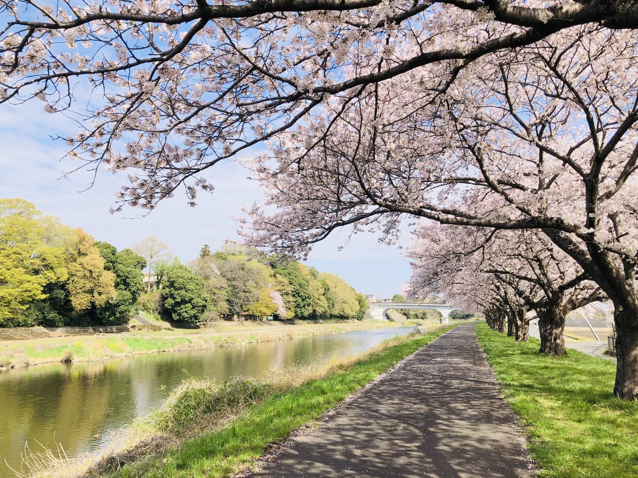 勤行川桜づつみ