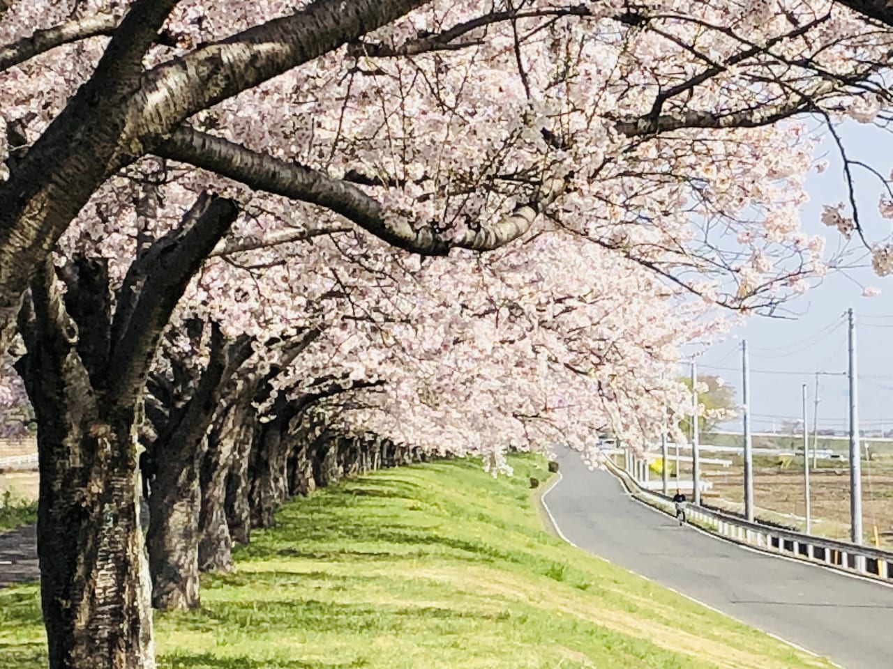 勤行川桜づつみ