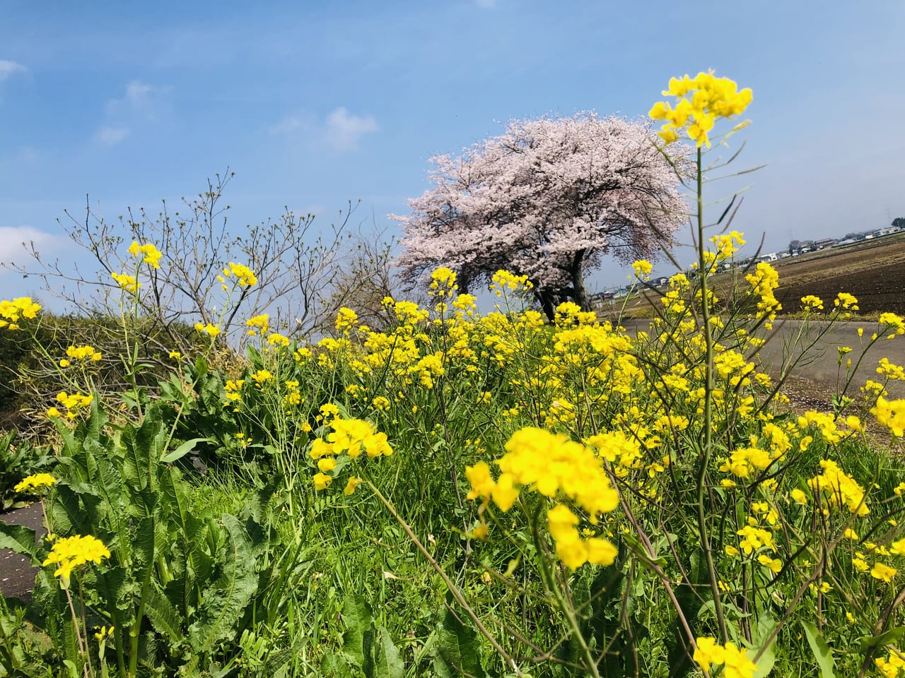 勤行川桜づつみ