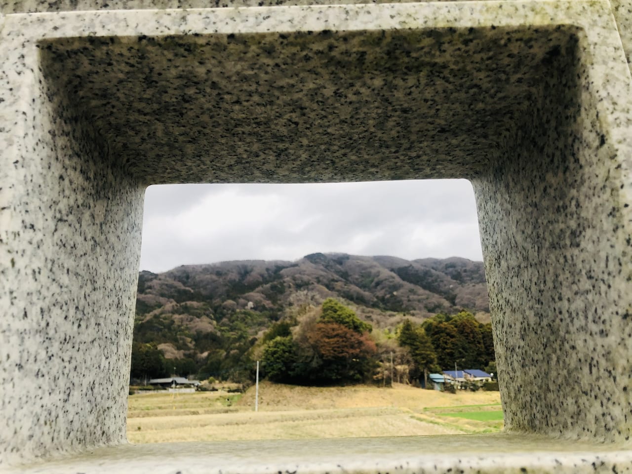 高峯の山桜