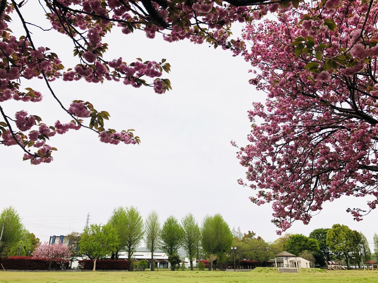 協和の杜公園