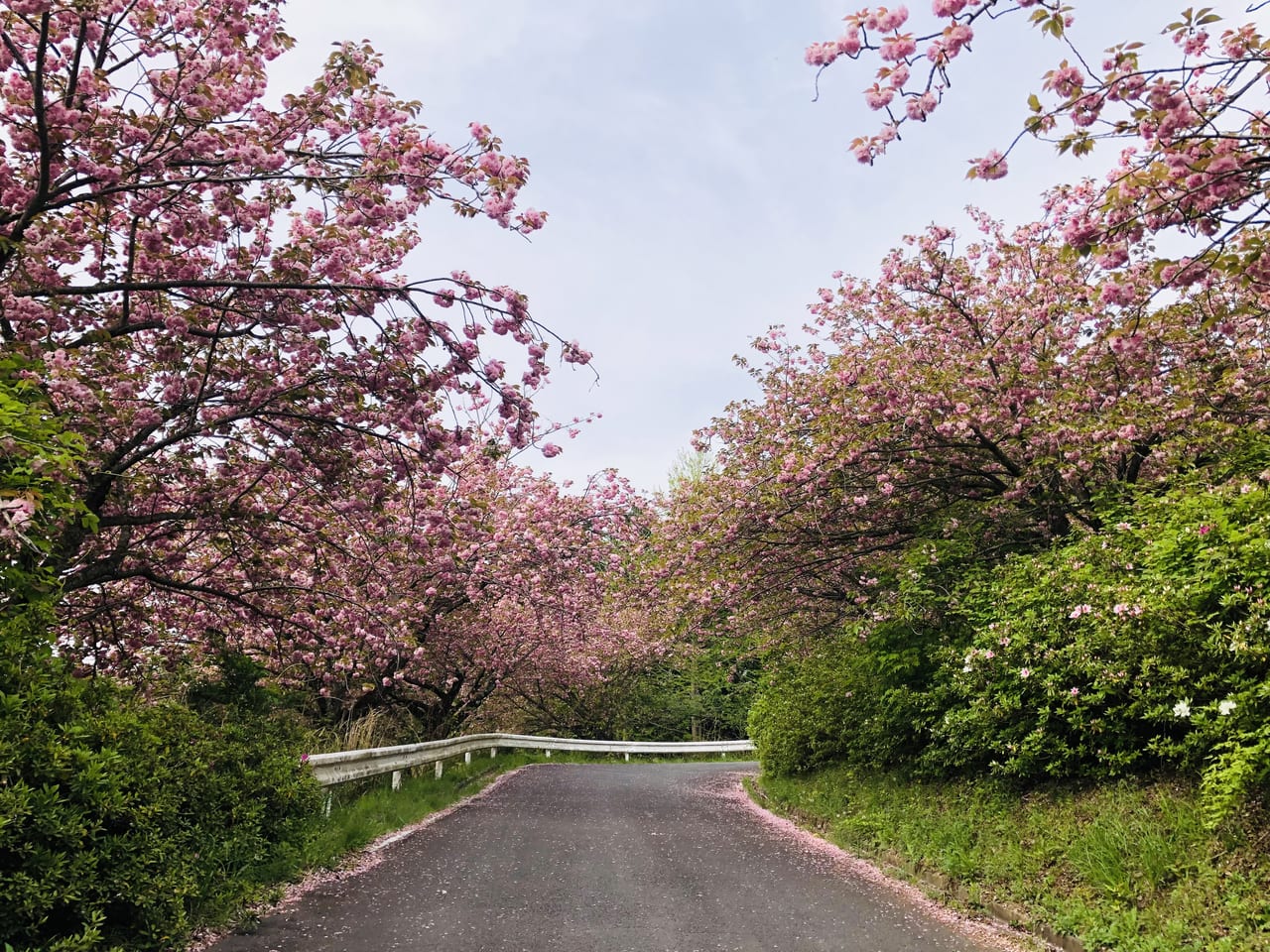 富谷ふれあいの森