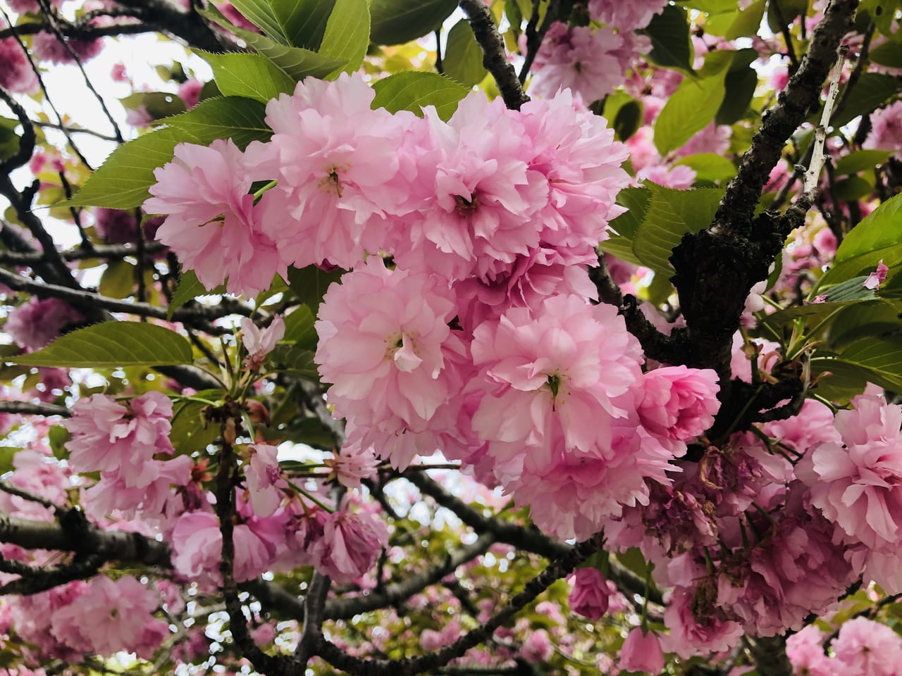 八重桜