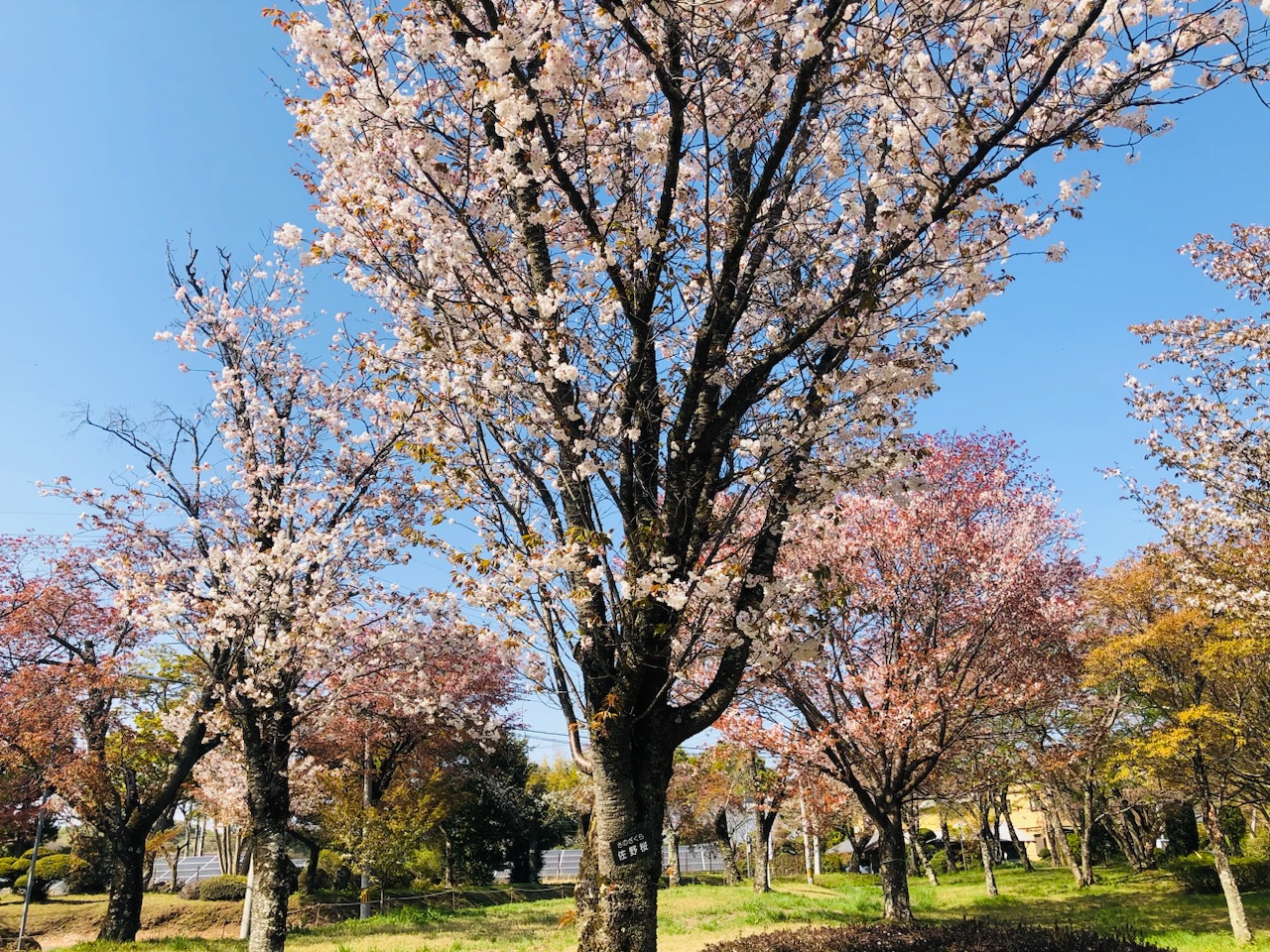 磯部桜川公園