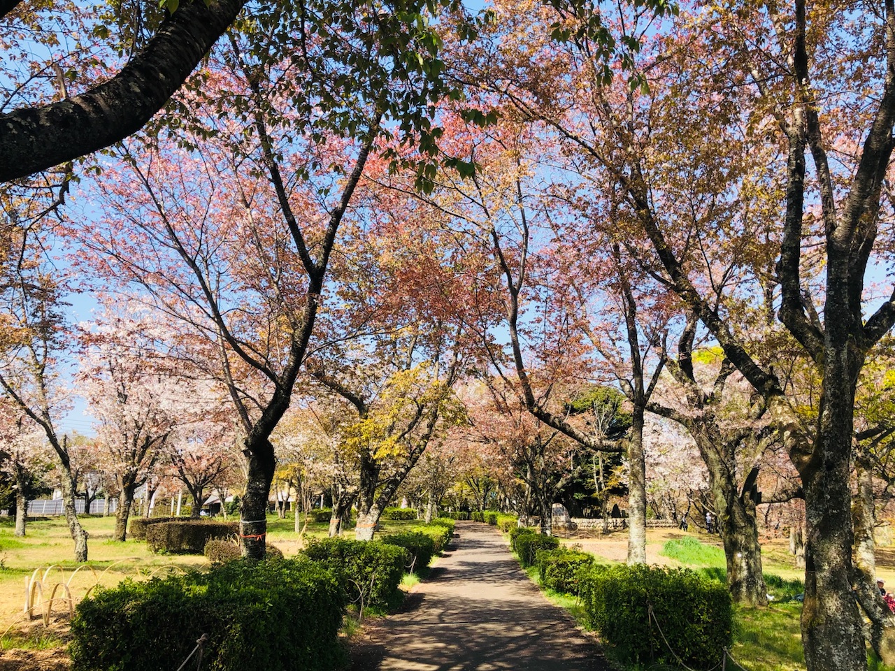 磯部桜川公園