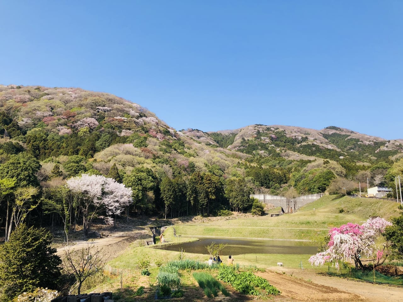 高峯の山桜