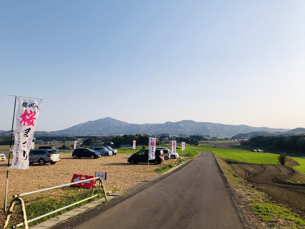 高峯の山桜