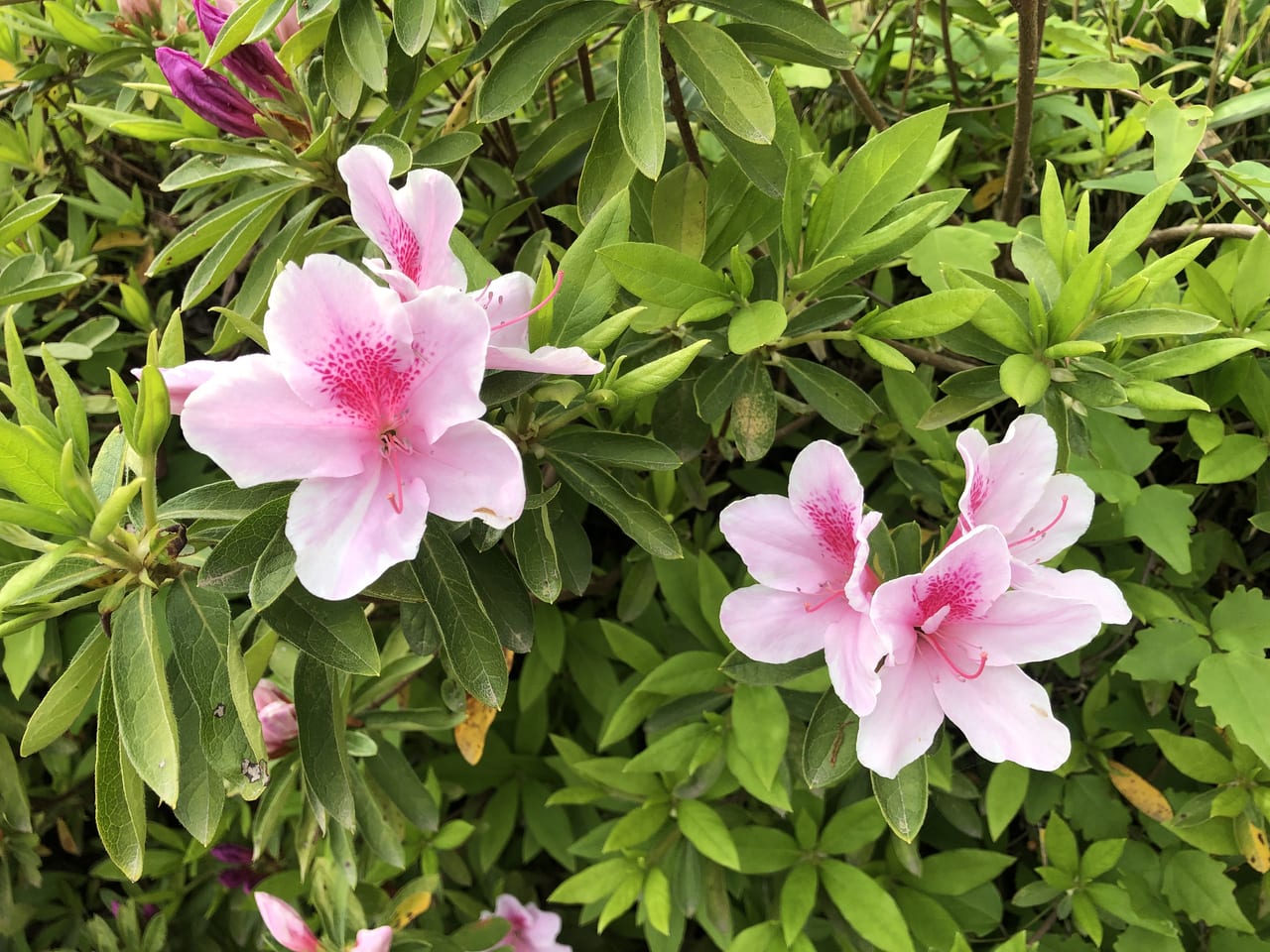 富谷山ふれあい公園