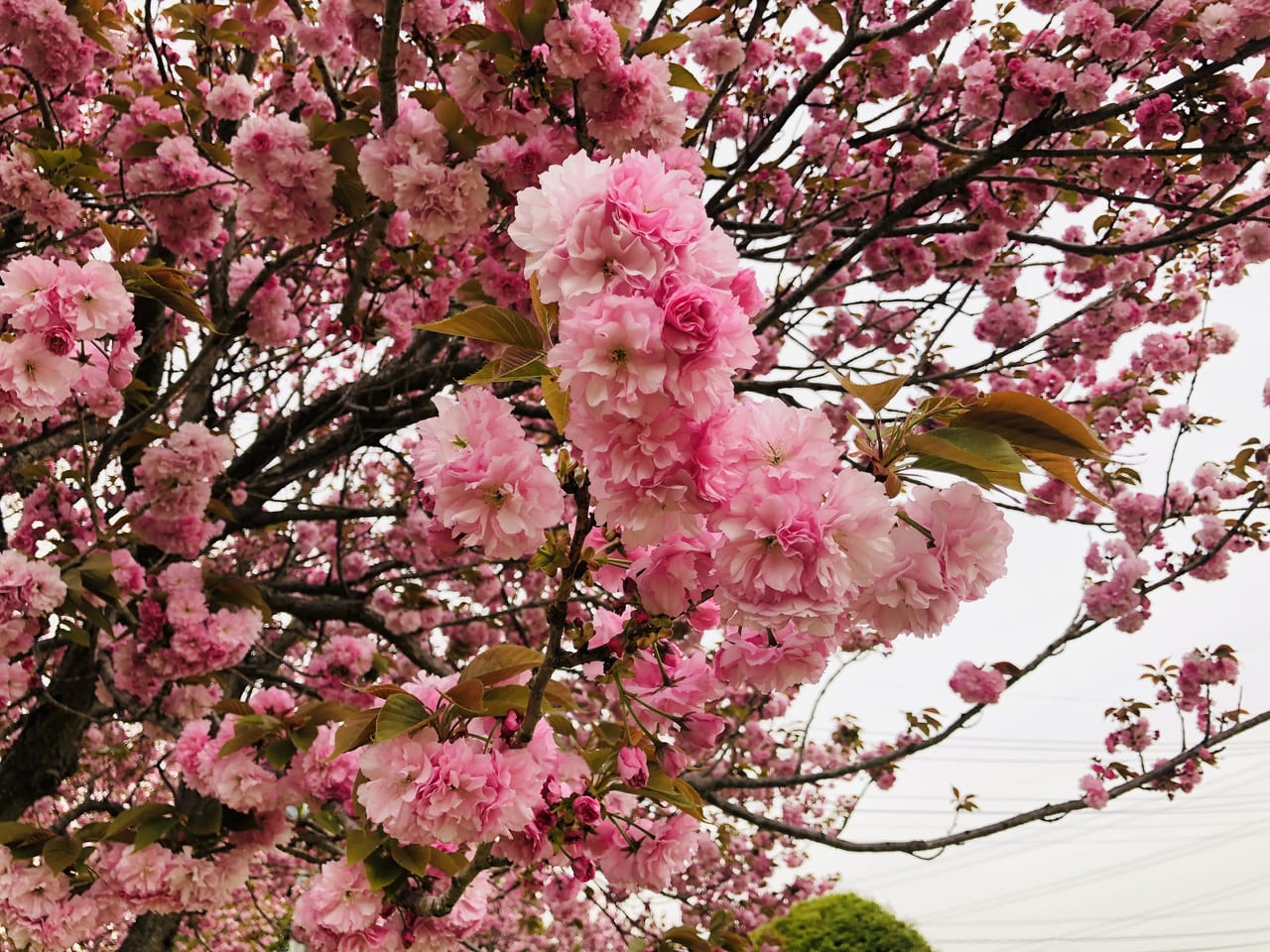 八重桜