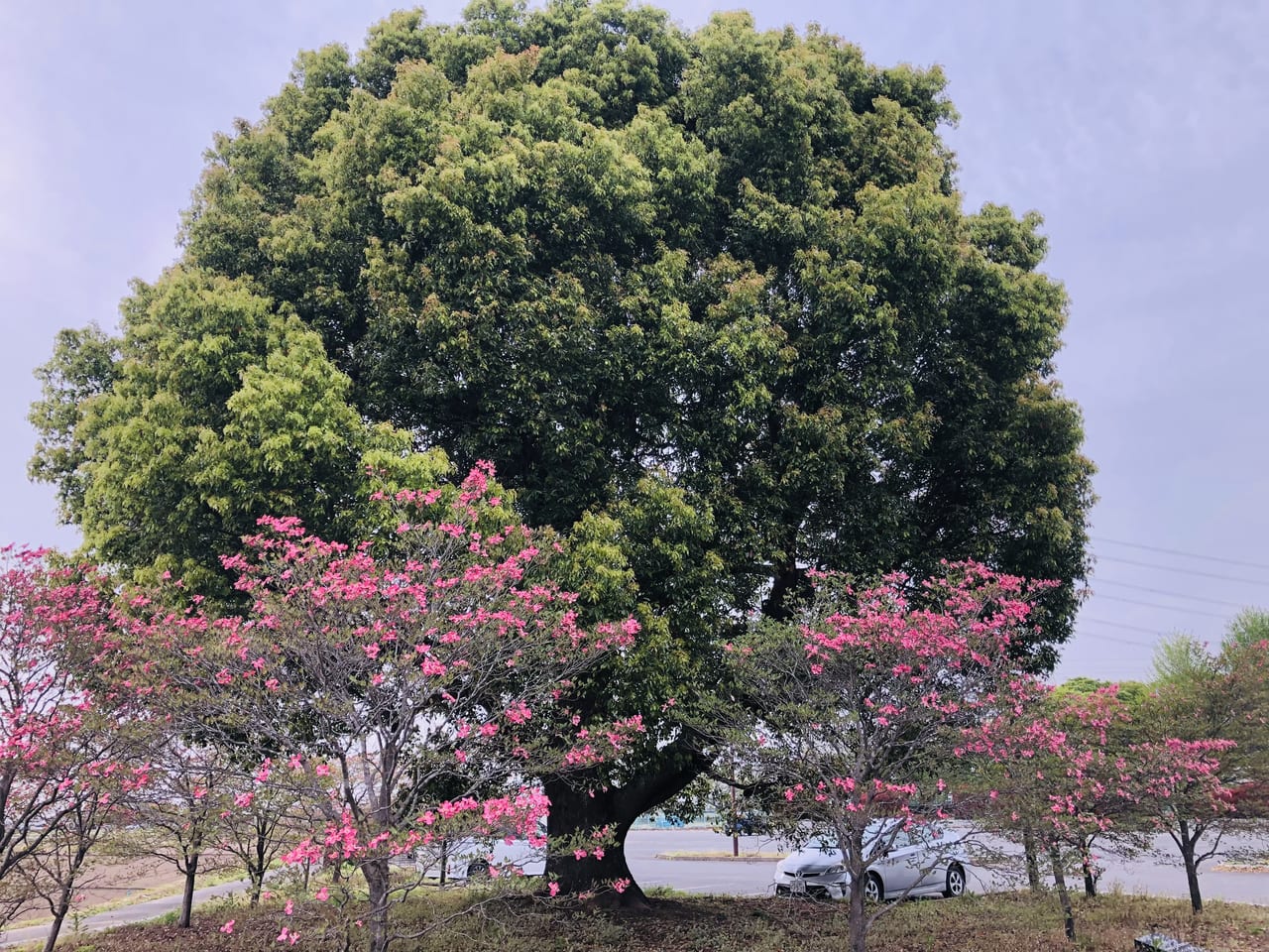 協和の杜公園