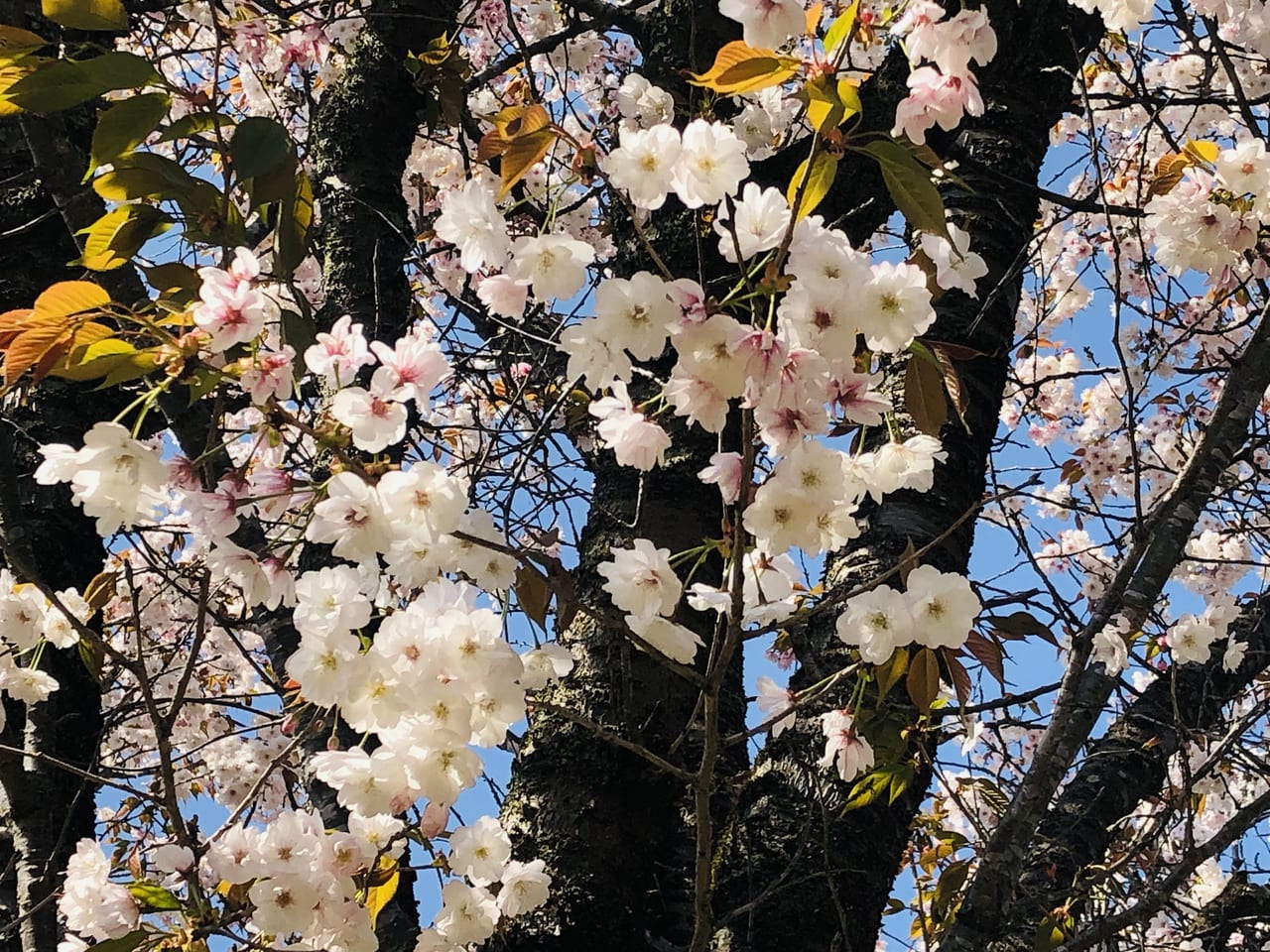 磯部桜川公園