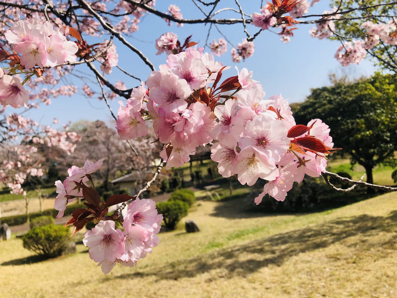 磯部桜川公園