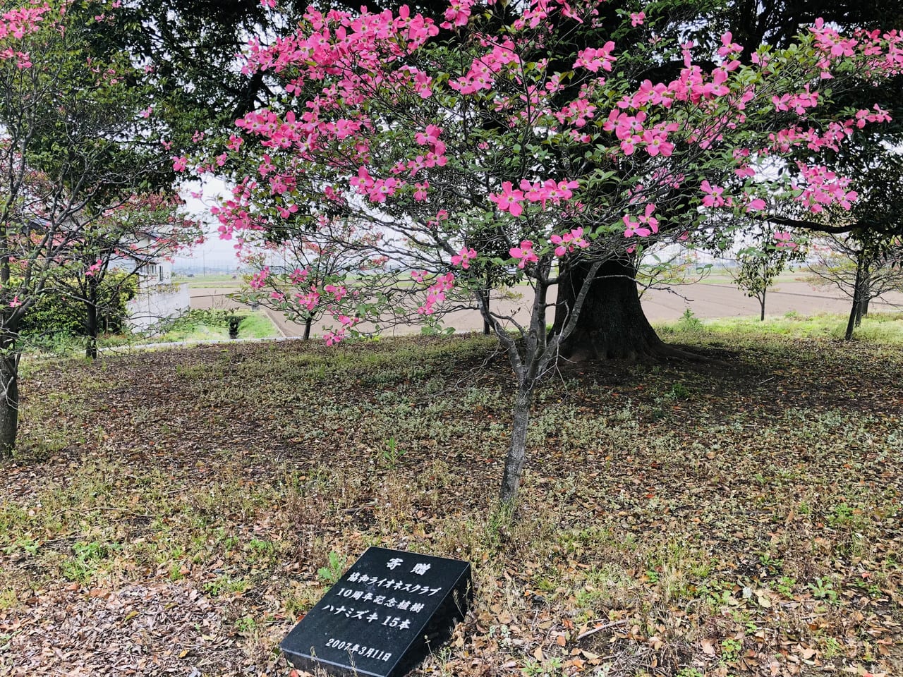 協和の杜公園