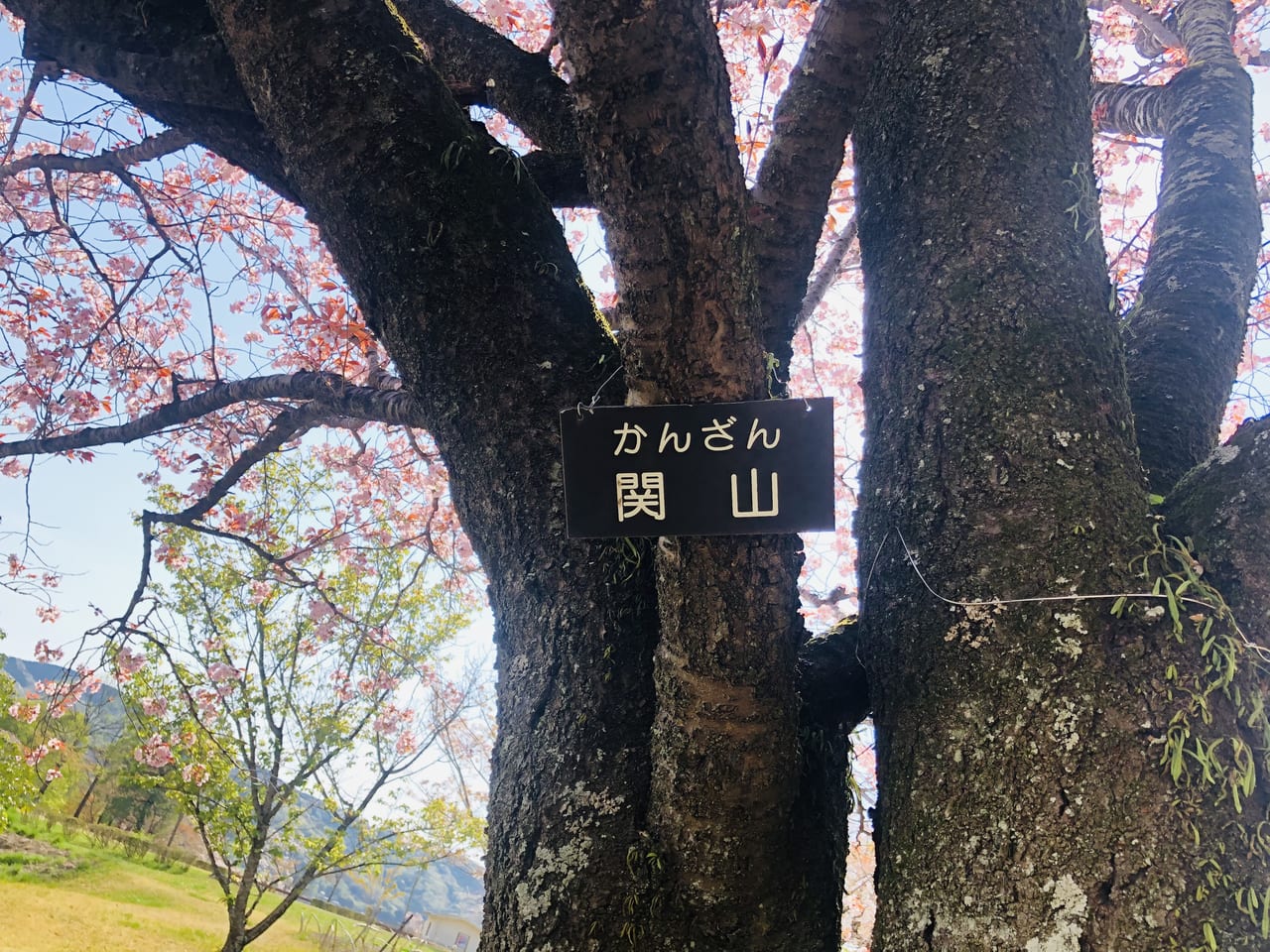 磯部桜川公園