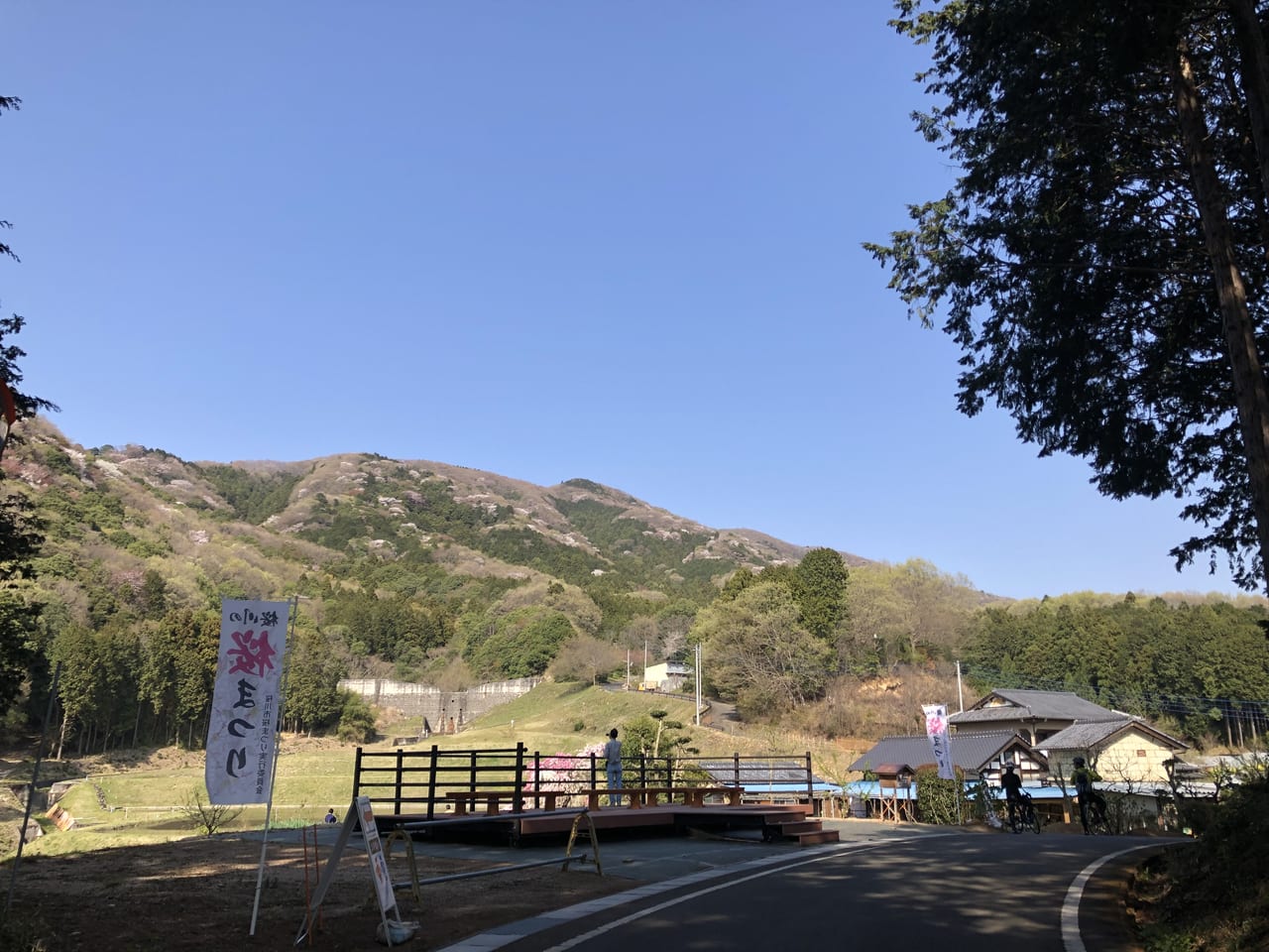 高峯の山桜