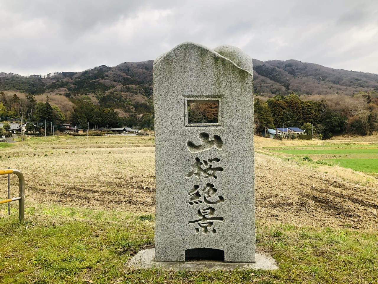 高峯の山桜