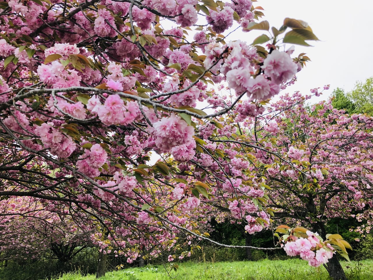 八重桜