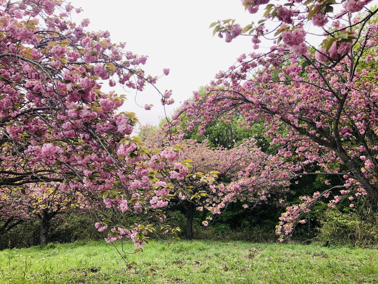 八重桜