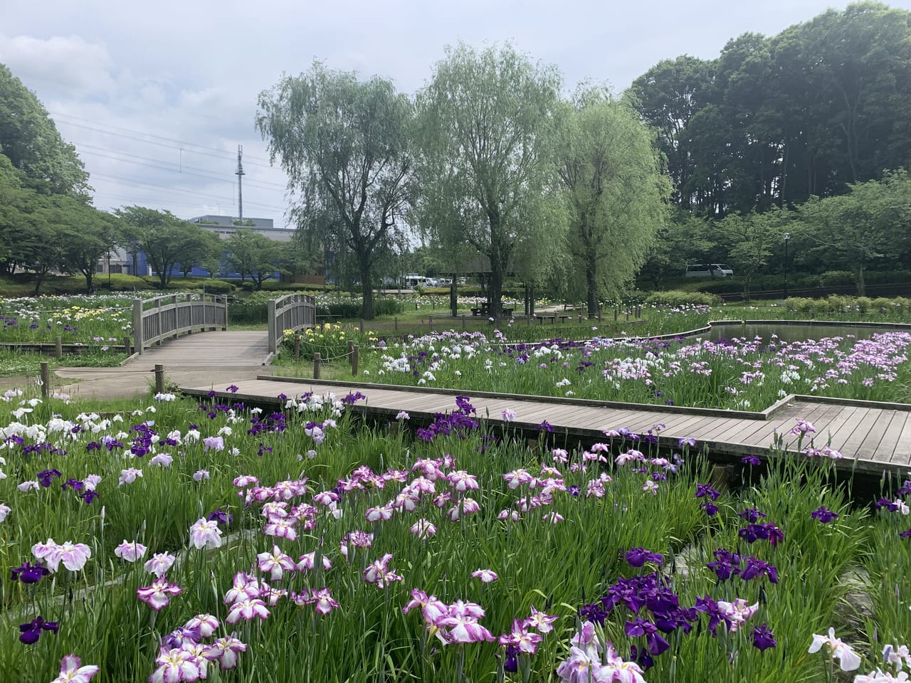 四季の里公園　菖蒲②