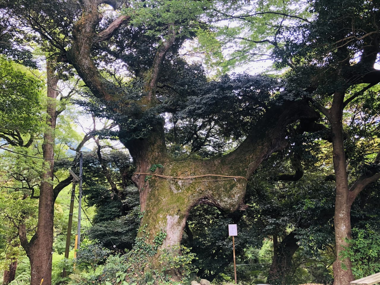 椎尾山薬王院椎の木