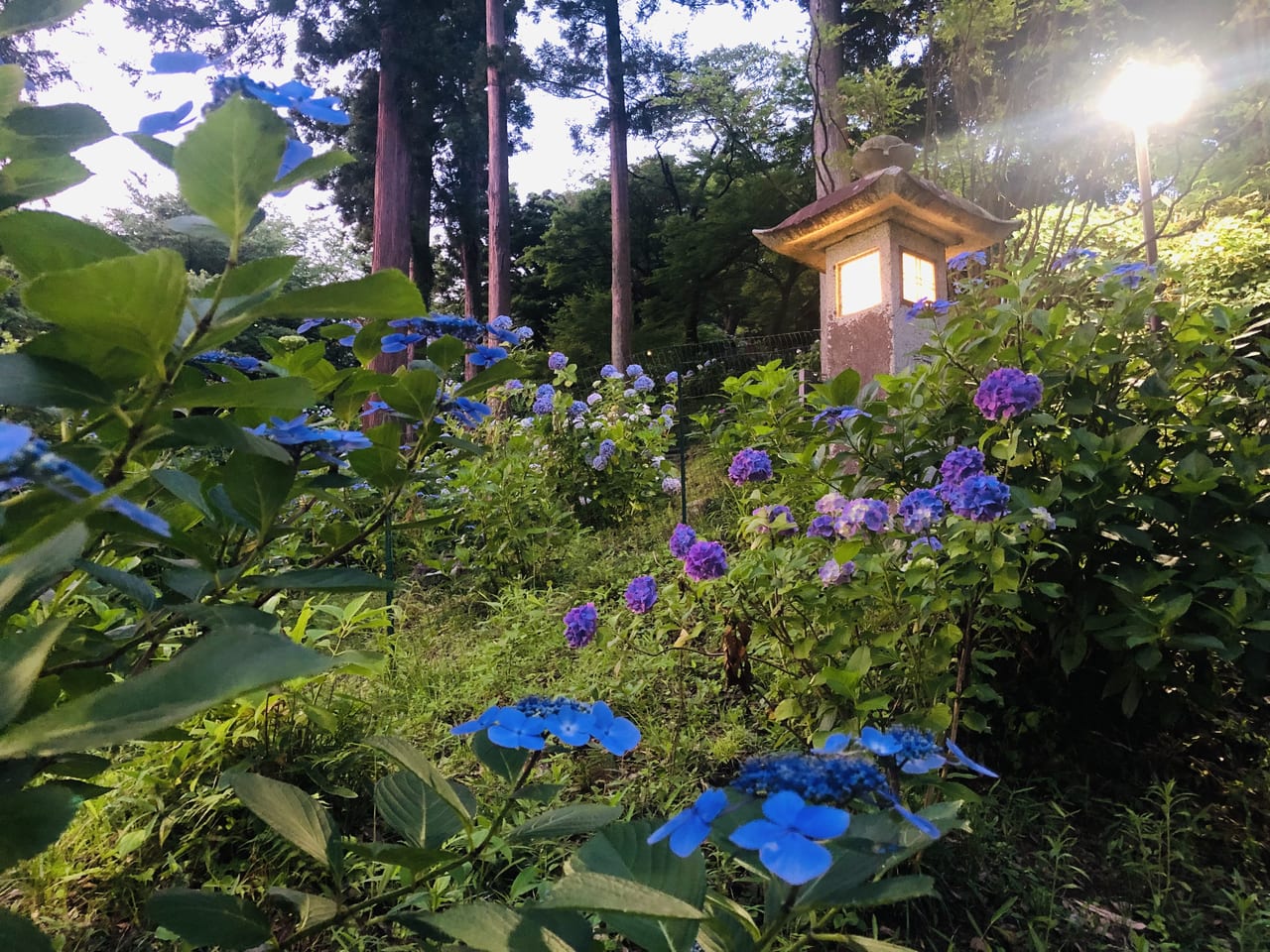 雨引観音あじさい祭