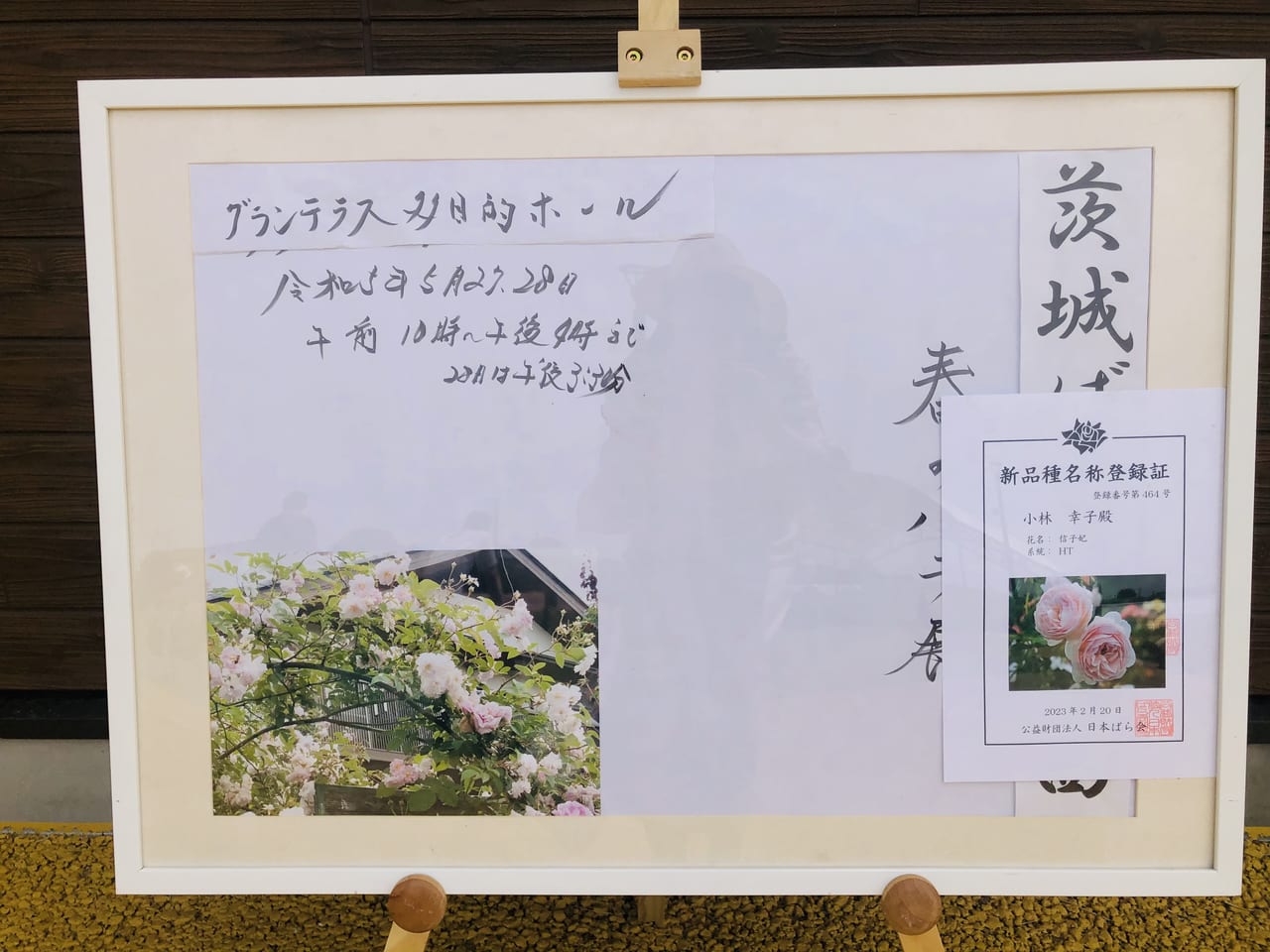 春のバラ展