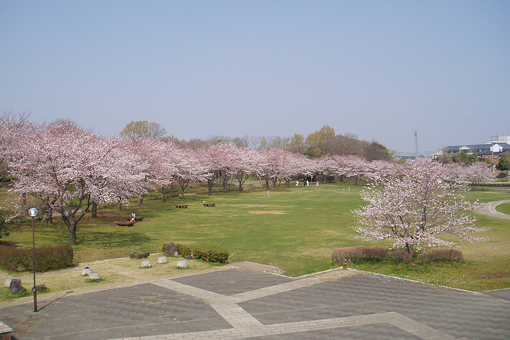 絹の台桜公園②