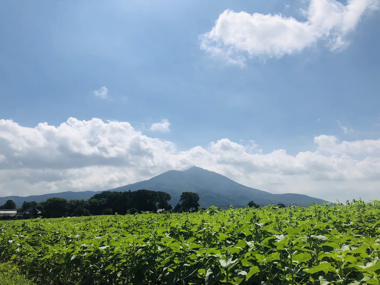 明野ひまわりの里