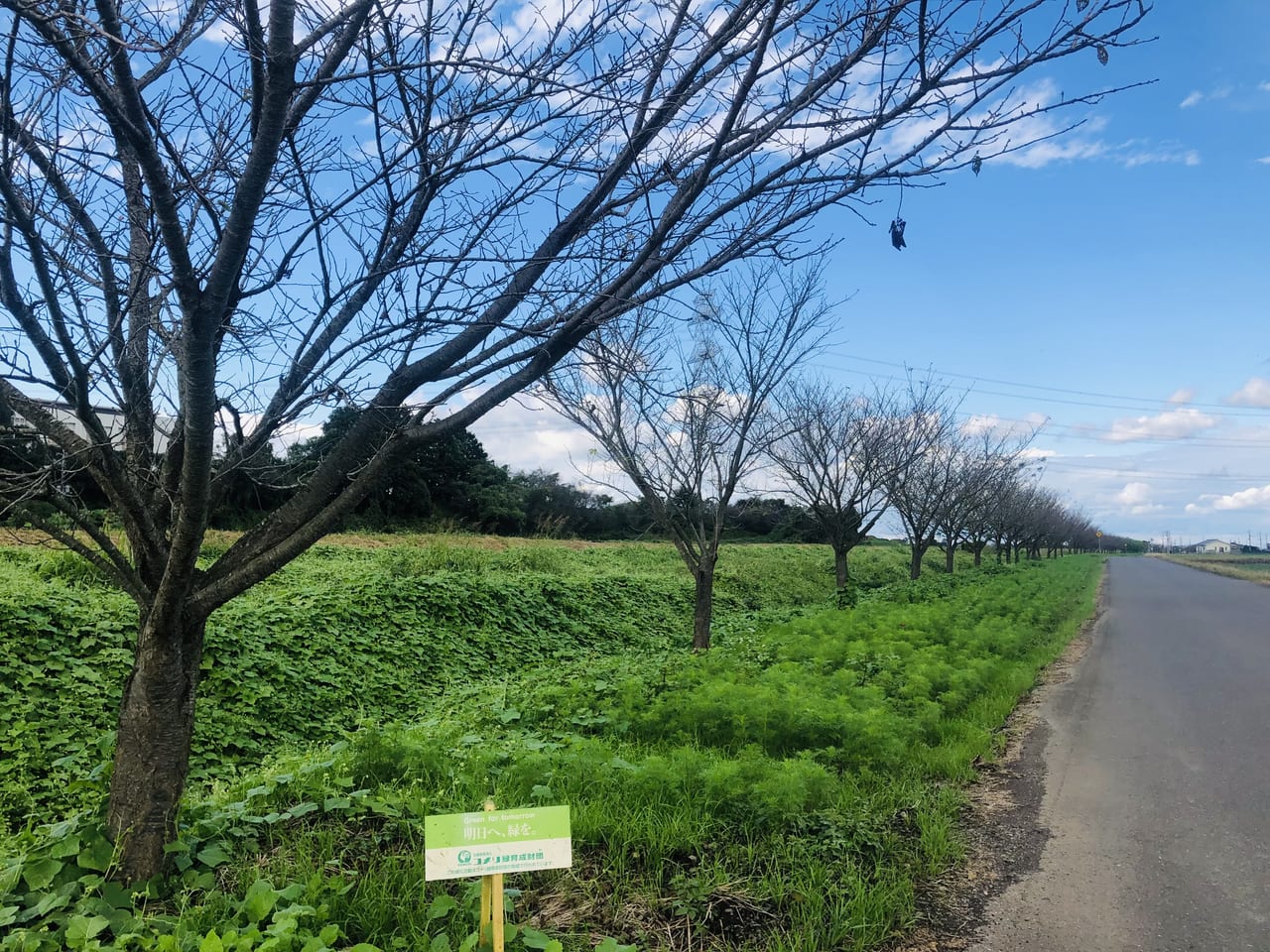 勤行川コスモスロード