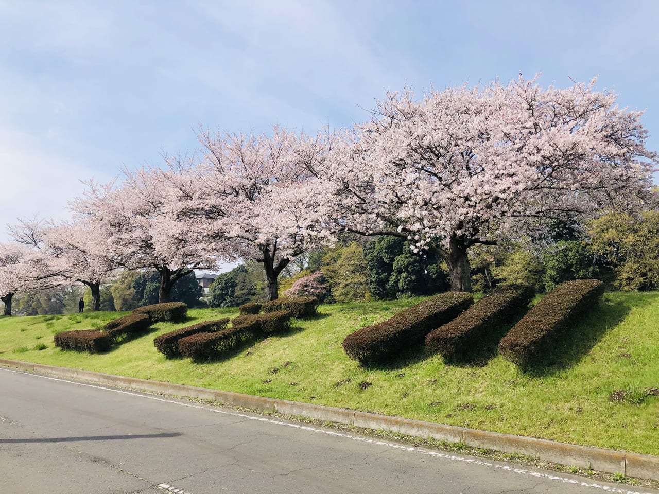 勤行川桜づつみ