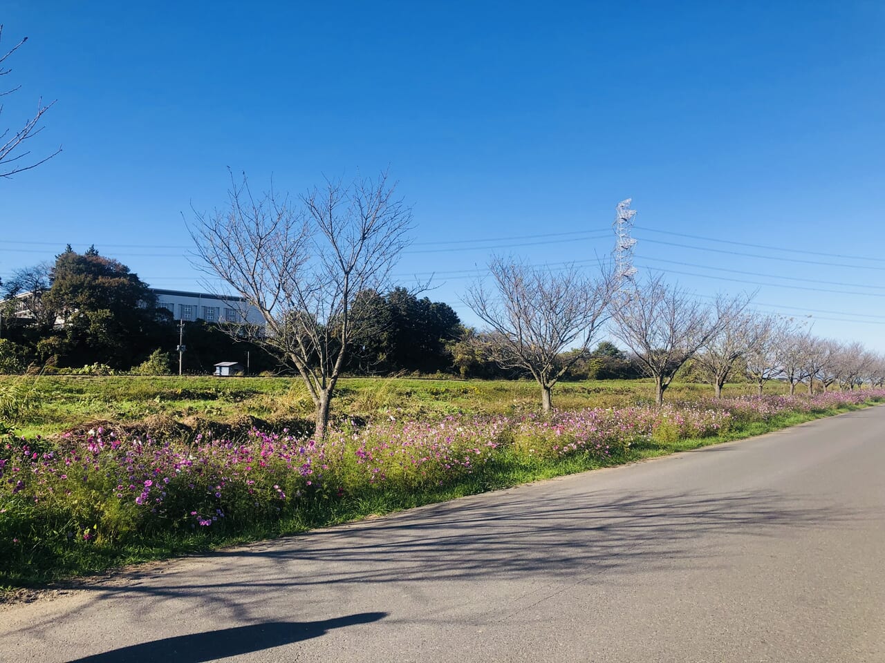 勤行川コスモスロード