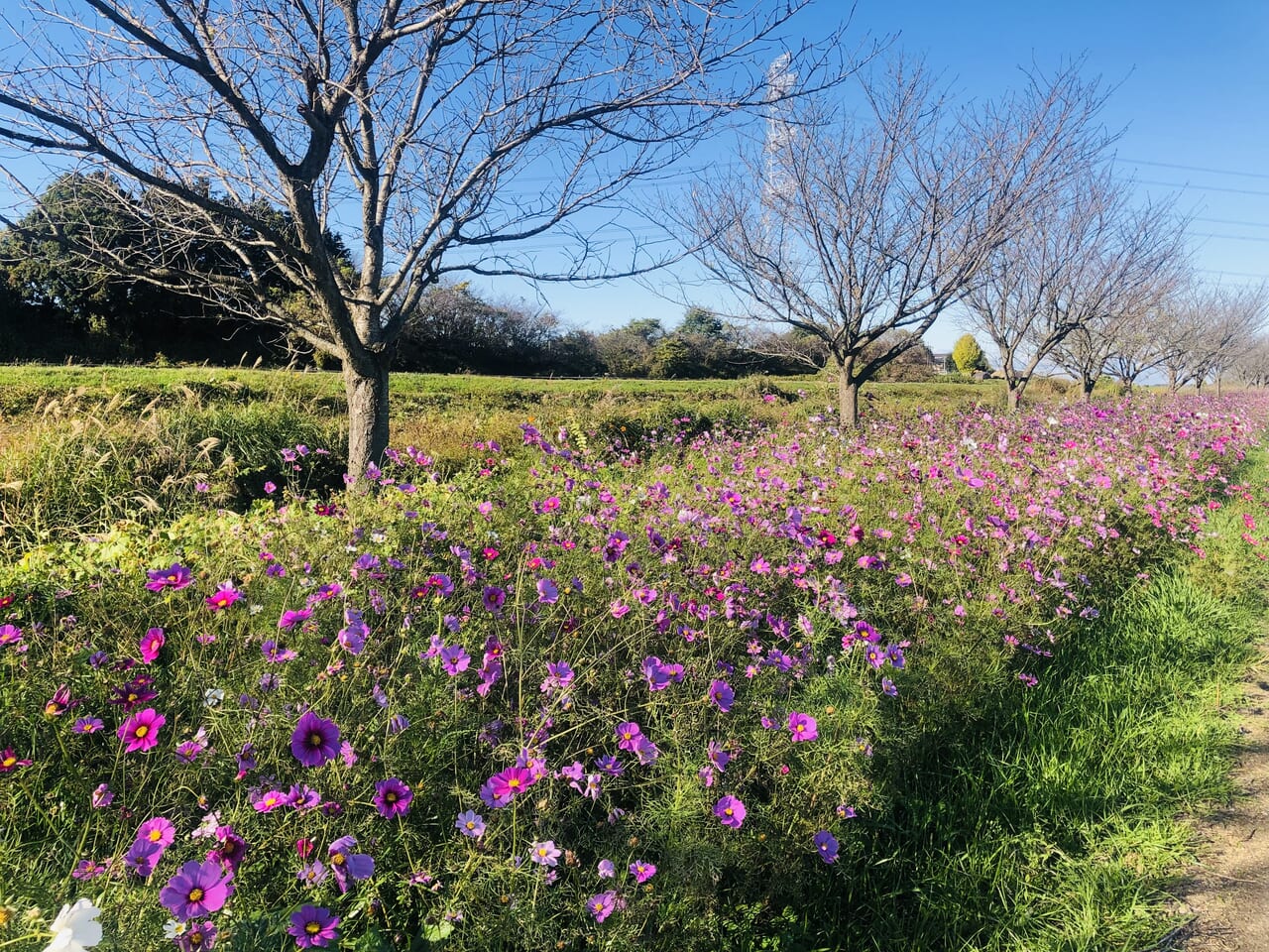 勤行川コスモスロード