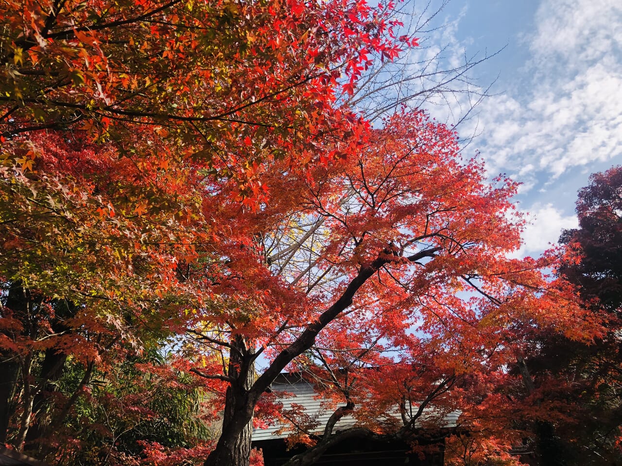 曛静山薬王寺