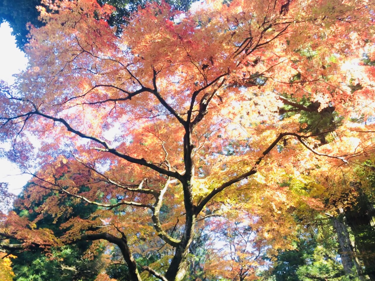 五所駒瀧神社